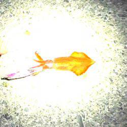 連日コウイカ好調！ヤリイカ？も釣れました